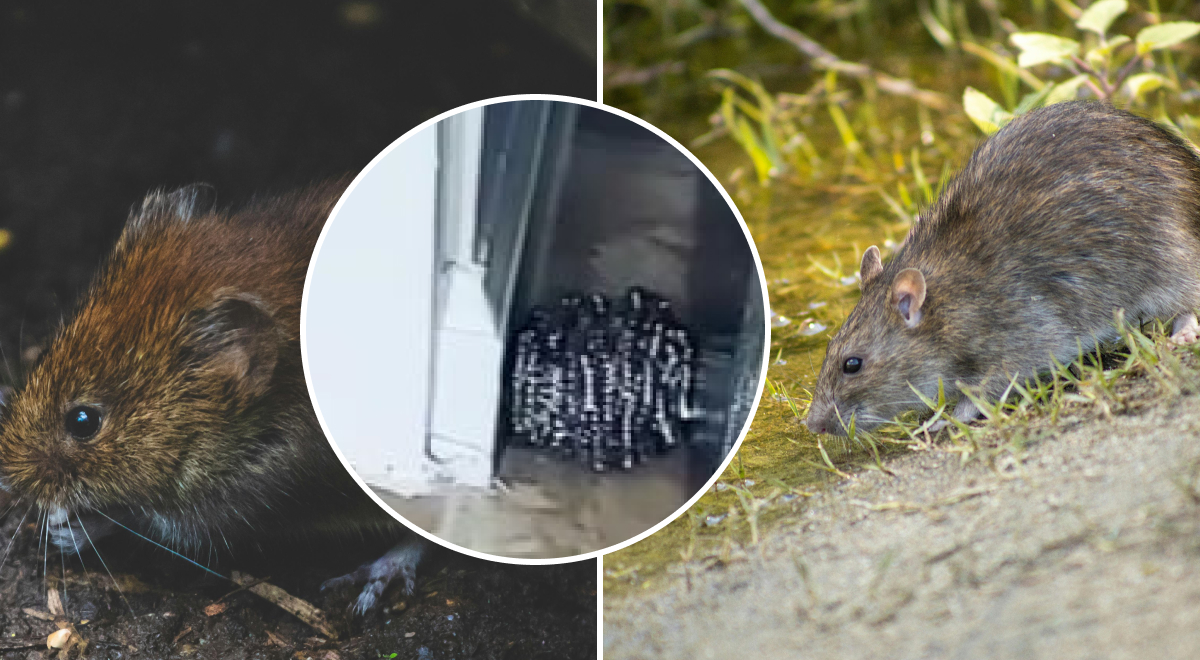 Убегут из дома сами: эксперт назвала лучший метод борьбы с мышами