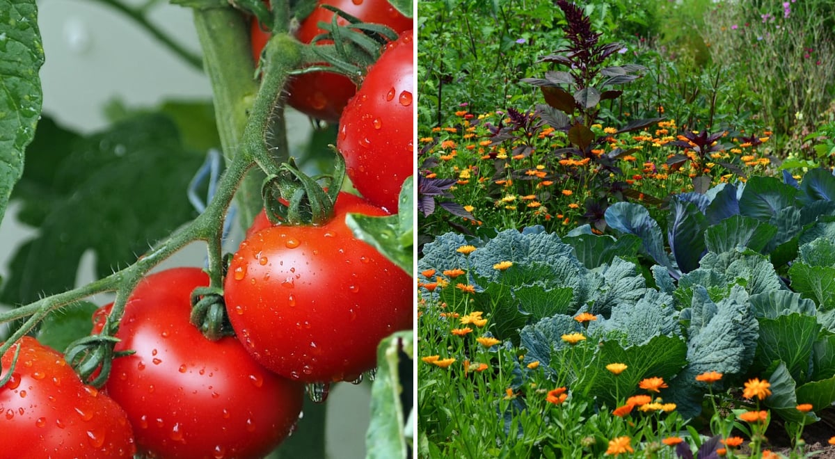 Что сажать с помидорами для щедрого урожая: список хороших и опасных соседей