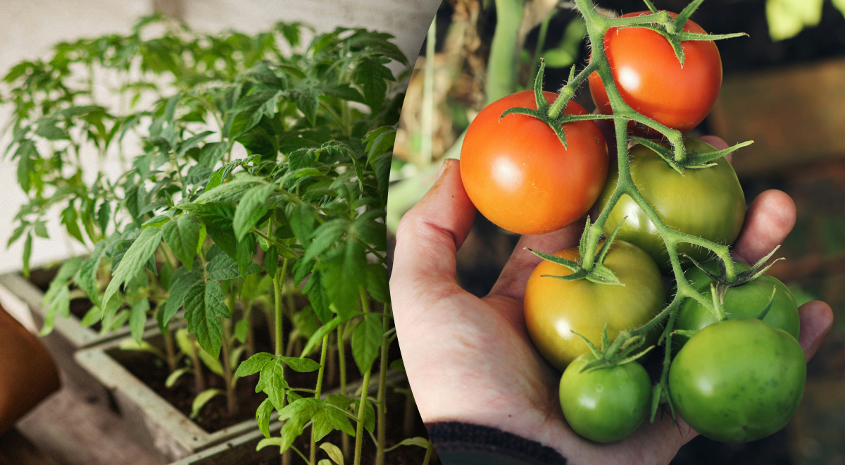 Когда впервые пикировать помидоры: урожай поразит масштабами