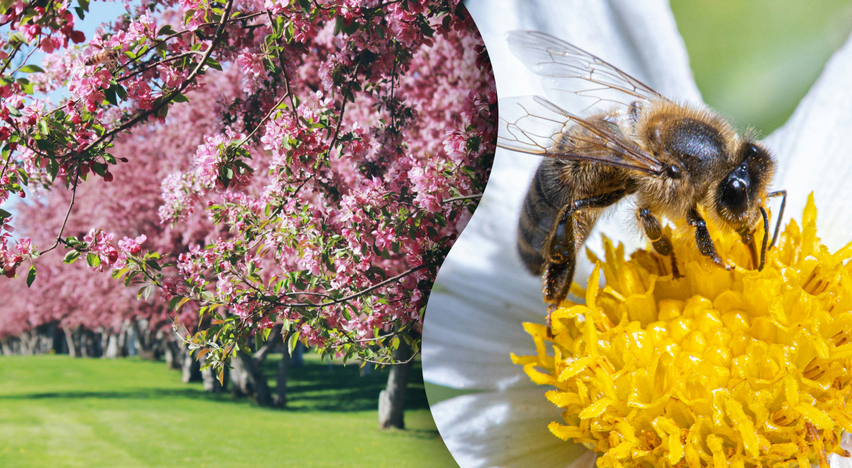 Три пчелы спрятались на деревьях: лишь единицы найдут их всего за 12 секунд