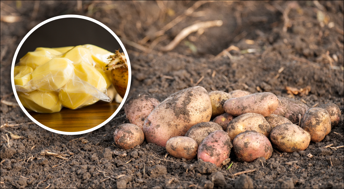 Как спасти замерзшую картошку: что сделать, чтобы не погубить урожай