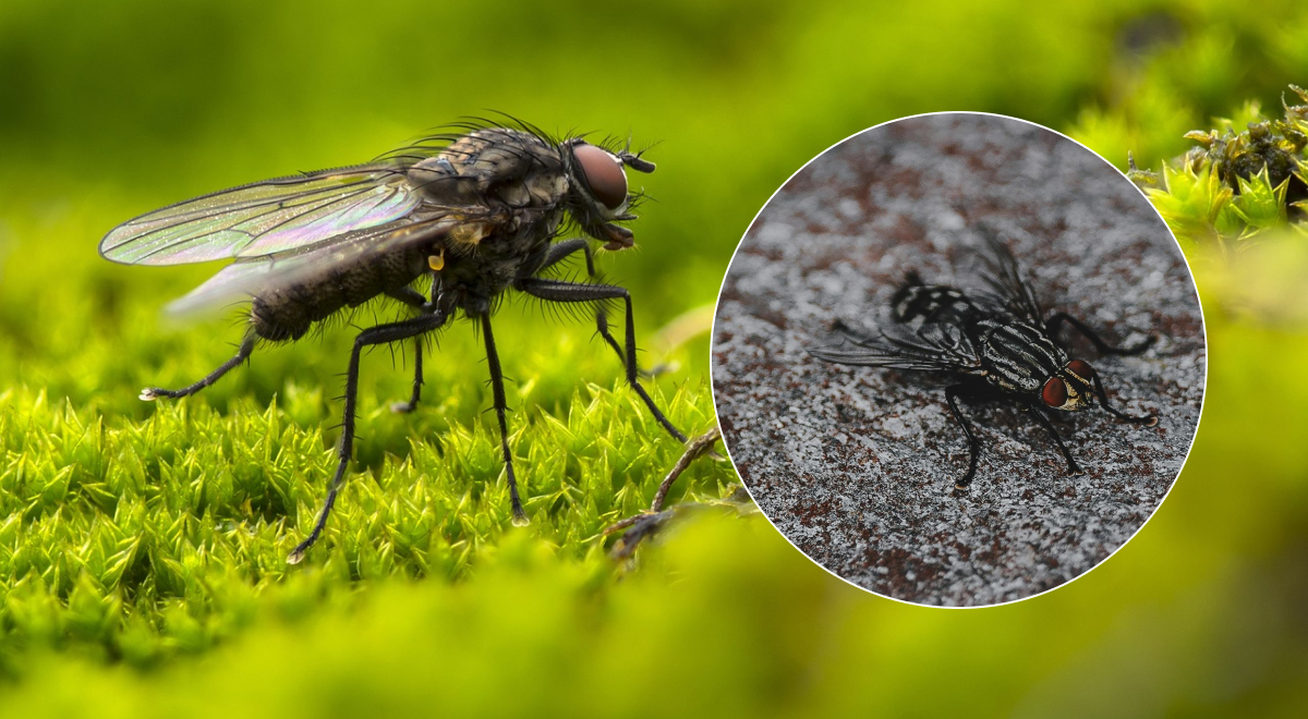 Мухи не залетят в дом в течение всего лета: какие 5 растений отпугивают насекомых
