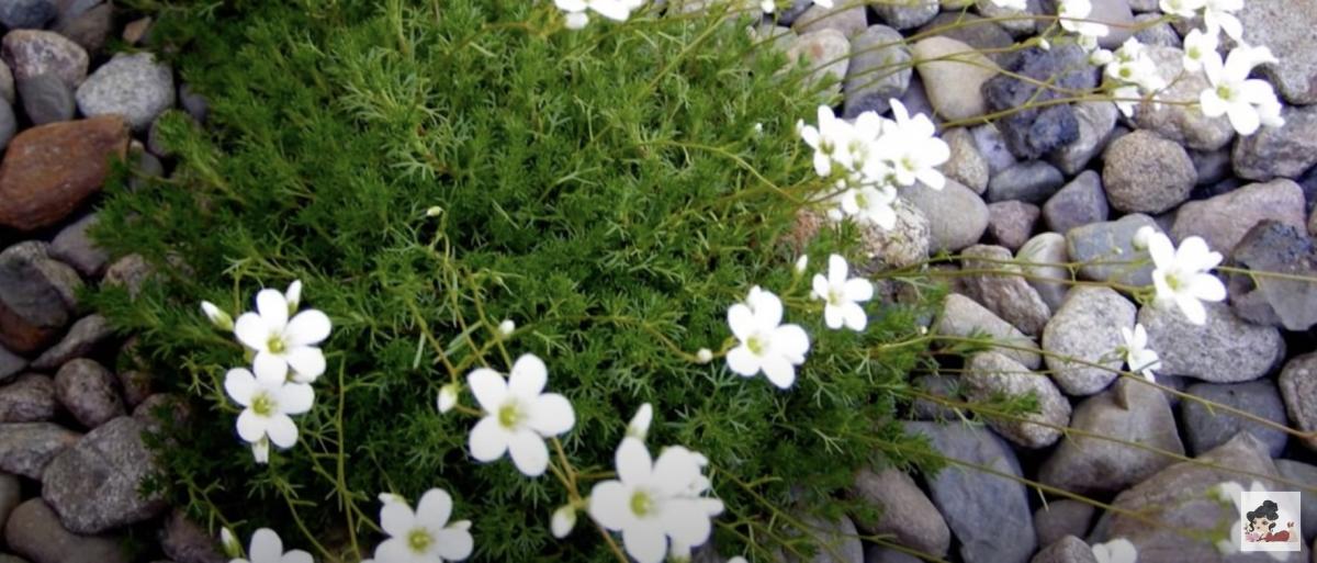 Ломикамінь 