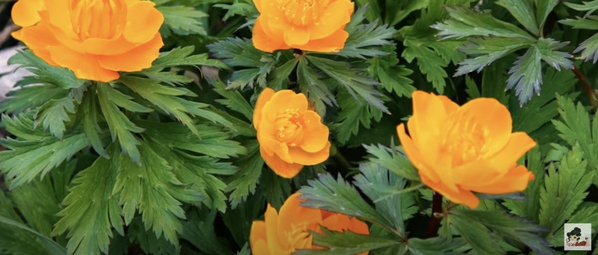 Купальниця 