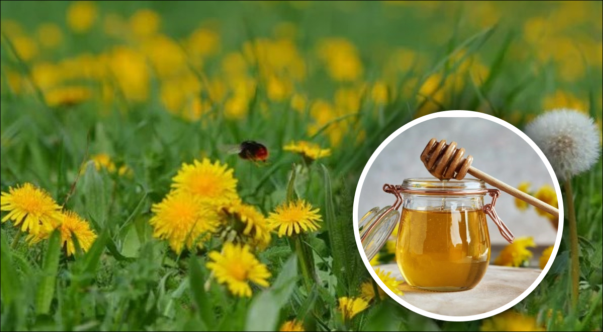 Как сварить мед из одуванчиков: способы сделать вкуснейшее лакомство