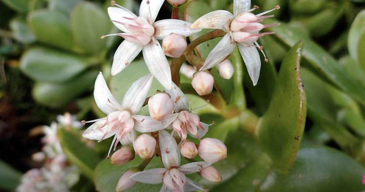 Як цвіте грошове дерево - фото Як цвіте грошове дерево - фото