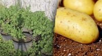 Урожай на балконі: як вирощувати картоплю у відрі або вазоні