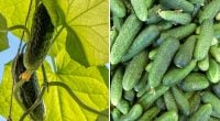 Краса і користь в одному флаконі: німецький спосіб посадки огірків забезпечить багатий урожай