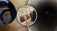 Пара вночі почула дивні звуки з духовки: те, що було всередині вразило всіх