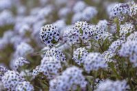 Чи можна прибирати 11 травня: суворі заборони на Світлу суботу