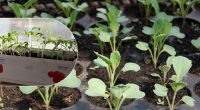 У чому замочити розсаду перед посадкою: копійчаний засіб врятує весь урожай