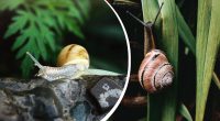 Слимаків в саду більше не буде: які 4 рослини найкраще відлякують шкідників