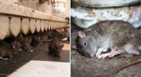Лучше чем ловушки и яд: как навсегда избавиться от крыс в доме