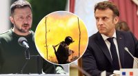 Перемир'я під час Олімпійських ігор: Зеленський жорстко оцінив ідею Макрона