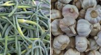 Урожай вас поразит: нужно ли обрывать стрелки у лука и чеснока
