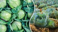 Чому у капусти жовтіє листя: 4 найпоширеніші причини