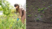 Як позбутися бур'янів раз і назавжди: фахівці показали геніальний метод