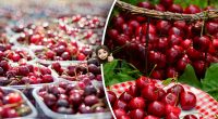 Щоб смачна і не отруїтися: як правильно вибрати черешню