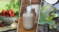 Всего 3 ингредиента: лучший вариант, чем подкормить клубнику во время цветения