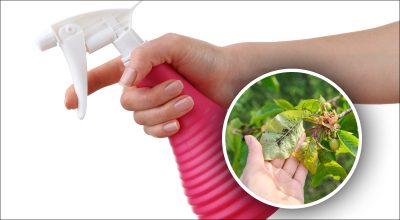 Попелиця зникне назавжди, якщо обприскати рослини простим засобом з кухні: що треба змішати Попелиця зникне назавжди, якщо обприскати рослини простим засобом з кухні: що треба змішати