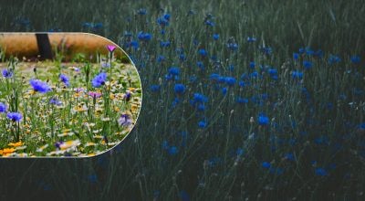 Зацвітуть вже за кілька тижнів: 3 види квітів, які найлегше вирощувати в саду