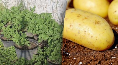 Картопля Картопля