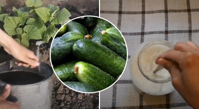 Огірки будуть рости вдвічі швидше: чим підгодувати овочі для неймовірного врожаю Огірки будуть рости вдвічі швидше: чим підгодувати овочі для неймовірного врожаю