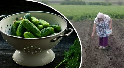 Огурцы, женщина на огороде Огурцы, женщина на огороде