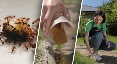 4 найкращі способи, як позбутися мурах на городі: вони обходитимуть грядки десятою дорогою