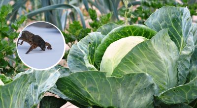 Найефективніший спосіб боротьби: як швидко вивести капустянку з городу