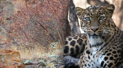 Найти леопарда за 3 секунды смогут лишь единицы: чрезвычайно сложная загадка