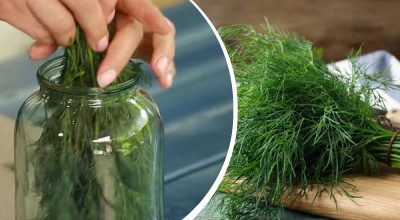 Як зберегти кріп свіжим: важлива порада для всіх господинь Як зберегти кріп свіжим: важлива порада для всіх господинь