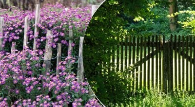 Які квіти посадити в тіні паркану 