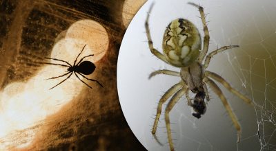 Павуки більше не потраплять до будинку: чим потрібно обробити тюль і підвіконник Павуки більше не потраплять до будинку: чим потрібно обробити тюль і підвіконник
