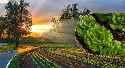 Що не пізно посадити в червні