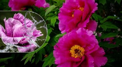 Позбавить від хвороб і подовжить молодість: що можна зробити з пелюсток півонії