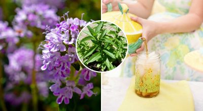 Ароматный напиток прямо с огорода: топ-3 растений для чайной клумбы