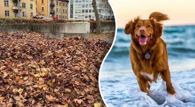 Загадка для самых сообразительных: надо найти собаку за 6 секунд