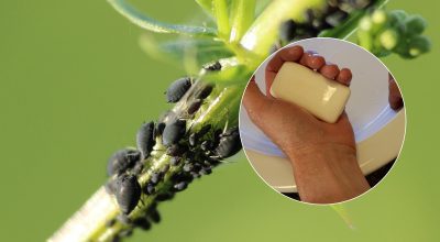 Шкідники більше не проблема: мильний розчин від попелиці, який врятує рослини