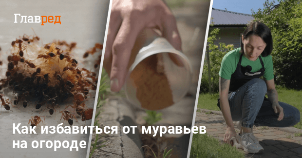 Как избавиться от муравьев на огороде - какое самое эффективное ...