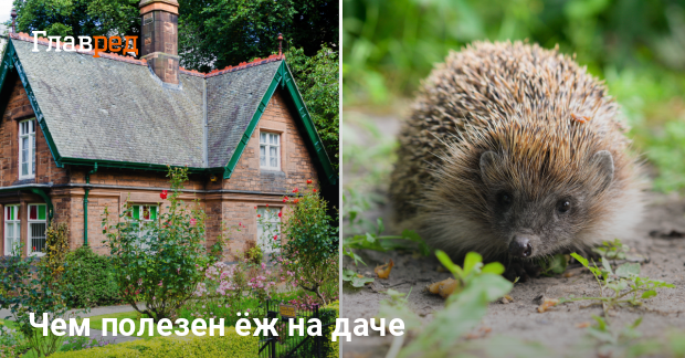 Ёжик на даче | Пикабу