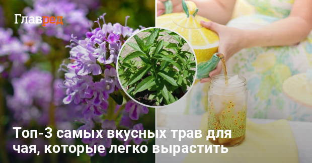 Самые вкусные травы для чая - что посадить на грядке - Главред