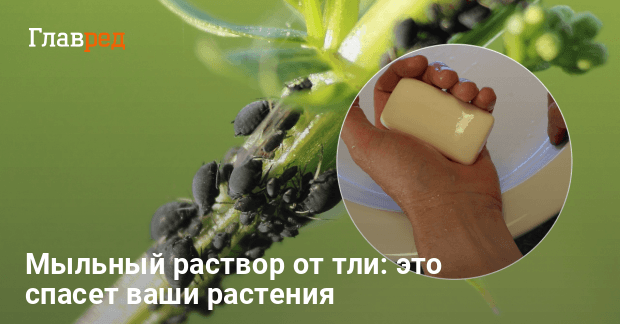 Мыльный раствор от тли - как приготовить мыльный раствор - Главред