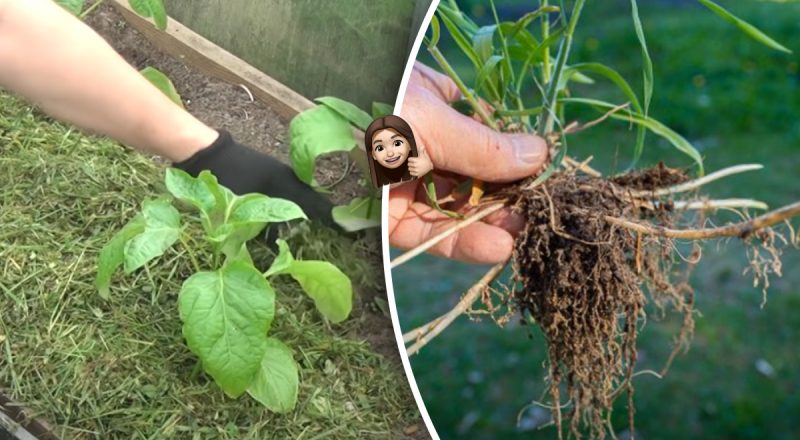 Як позбутися бур'янів без прополки: спину на городі можна не гнути