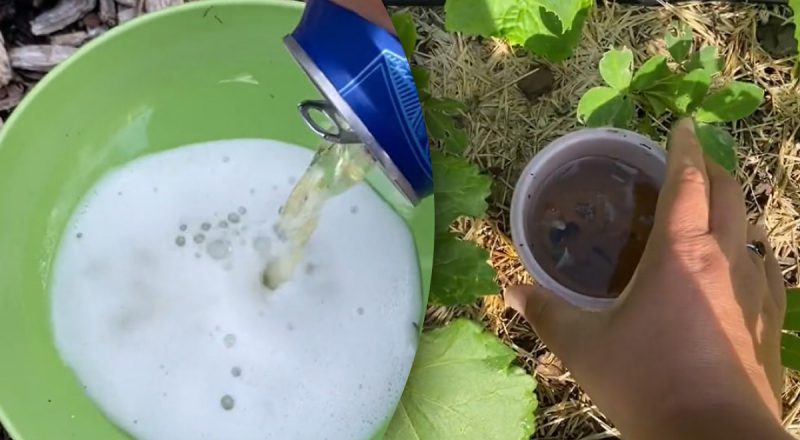 Слизней на огороде больше не будет: какой напиток стоит поставить рядом с растениями