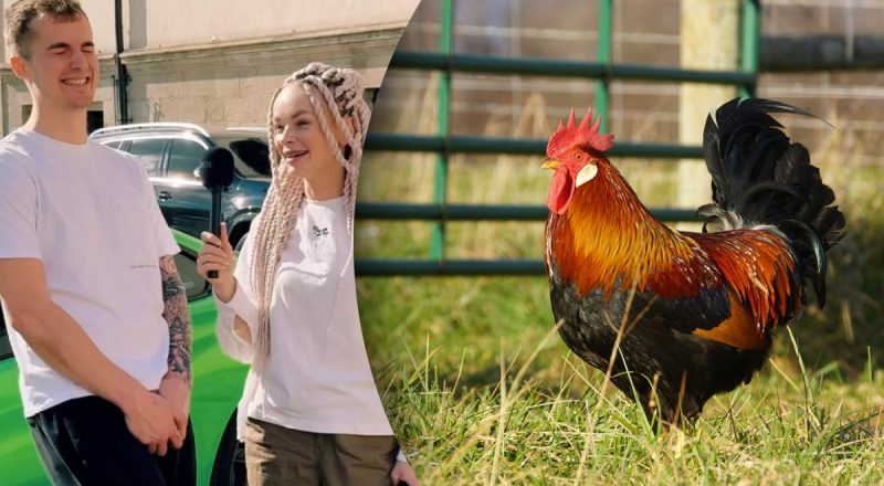 Почему петух кукарекает: ответ украинца довел всех до слез от смеха