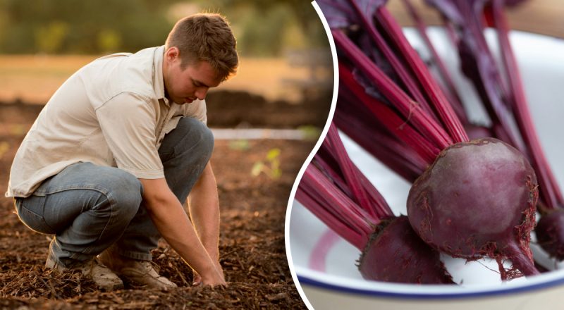 Що не можна садити поряд з буряком: які "сусіди" заважатимуть коренеплоду нормально рости