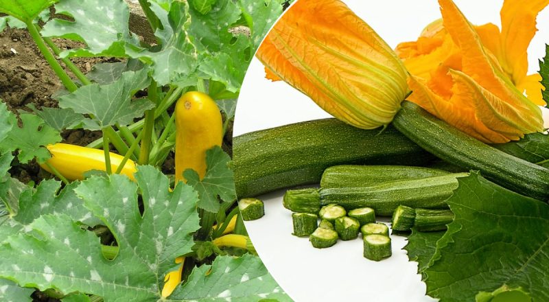 Что положить в лунку при посадке кабачков: копеечная добавка поразит урожаем