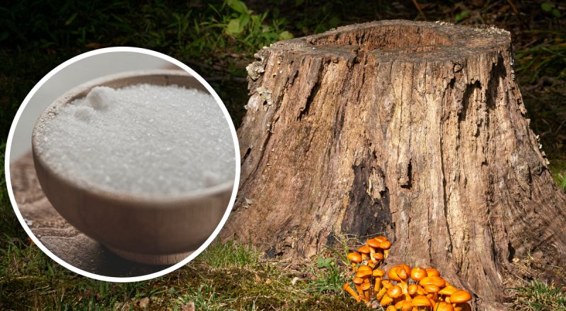 Навіщо сипати сіль під дерево: від нього не залишиться й сліду