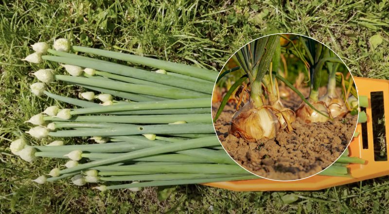 Лук не пойдет в стрелку и даст огромные сладкие луковицы: что нужно сделать